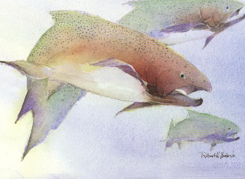 watercolor painting of a rainbow trout 